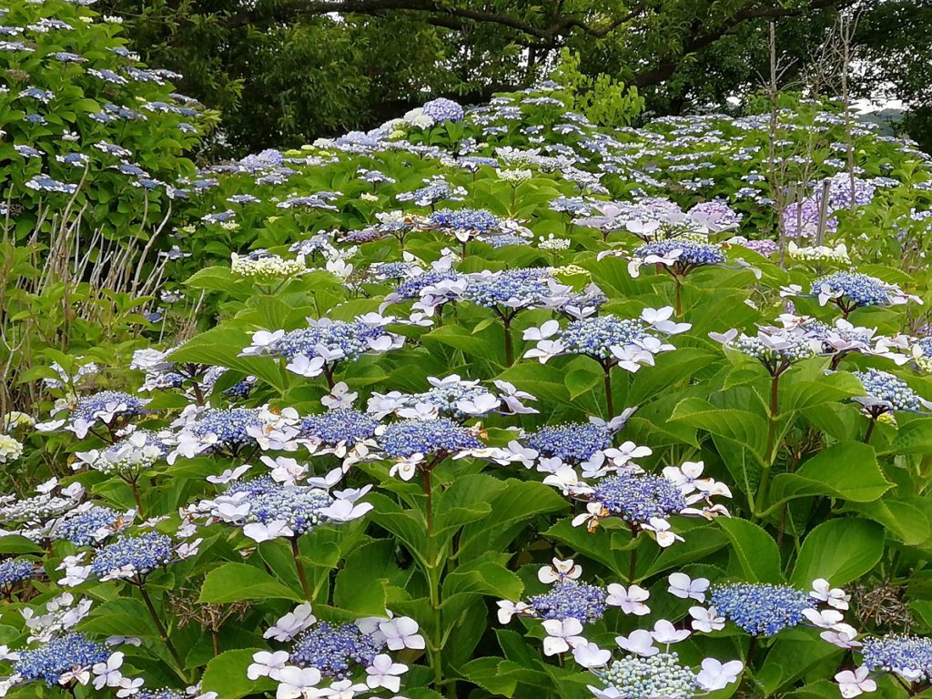 紫陽花